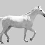 A White Horse, the Symbol of the National People’s Party of The Gambia